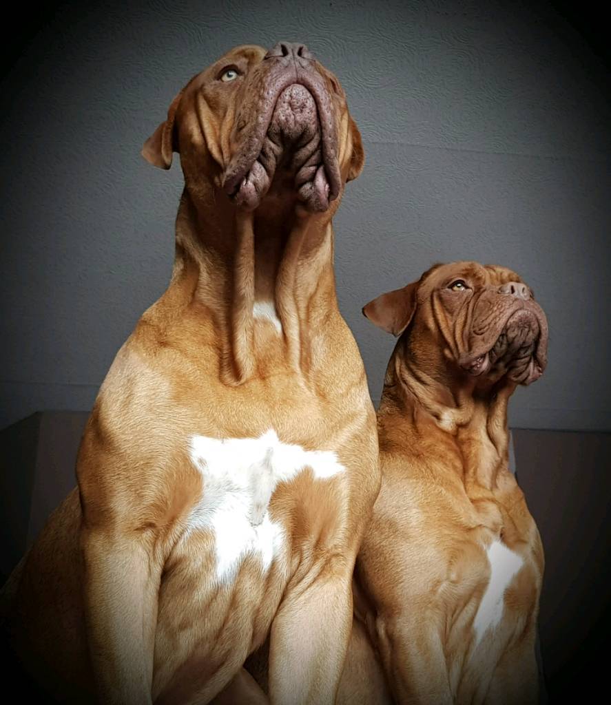 dogue de bordeaux for sale gumtree